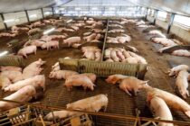 Η υποχρεωτική βιοασφάλεια αλλάζει τη χοιροτροφία της Γερμανίας