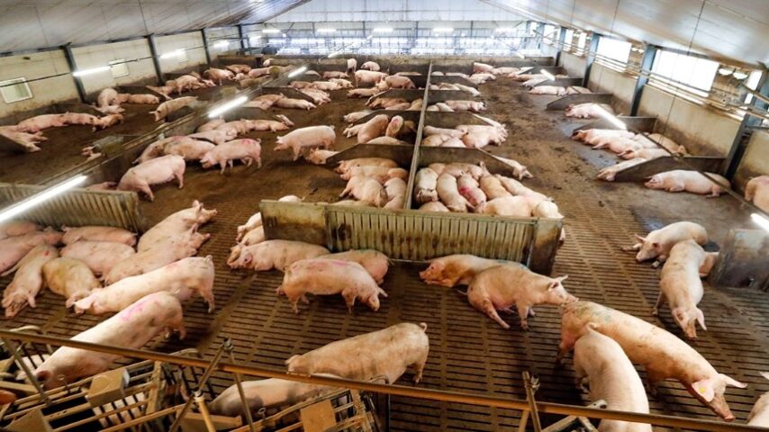 Η υποχρεωτική βιοασφάλεια αλλάζει τη χοιροτροφία της Γερμανίας