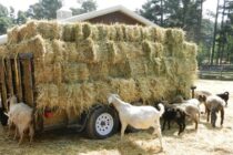 Αυστηροί νέοι κανόνες για ζωοτροφές – Προστασία από ευλογιά