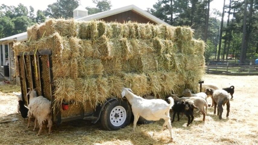 Αυστηροί νέοι κανόνες για ζωοτροφές – Προστασία από ευλογιά