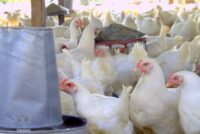 Πτηνοτροφία: Απειλή για επιβίωση