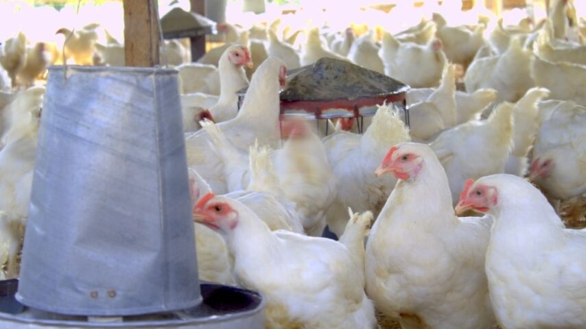 Πτηνοτροφία: Απειλή για επιβίωση