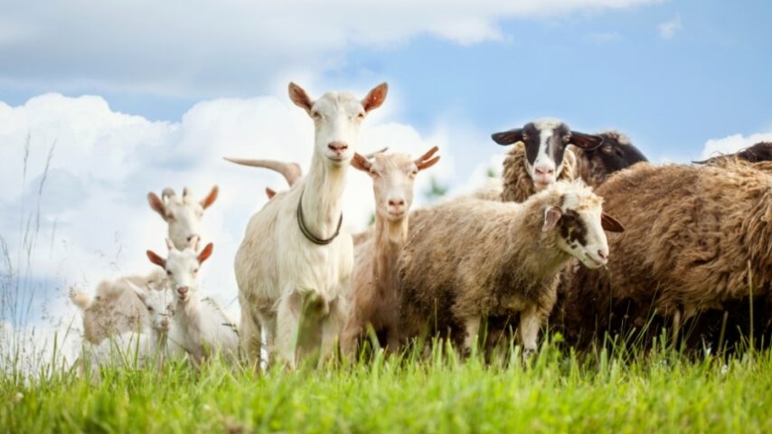 Eurostat: Ο αργός θάνατος της κτηνοτροφίας