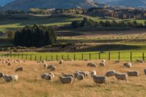 Νέα Ζηλανδία: Ρεκόρ εξαγωγών πρόβειου και βοδινού κρέατος τον Οκτώβριο