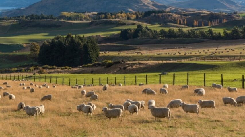 Νέα Ζηλανδία: Ρεκόρ εξαγωγών πρόβειου και βοδινού κρέατος τον Οκτώβριο
