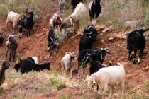 Μεσσηνία: 230 αιγοπρόβατα χάθηκαν από απόκρυψη κρουσμάτων