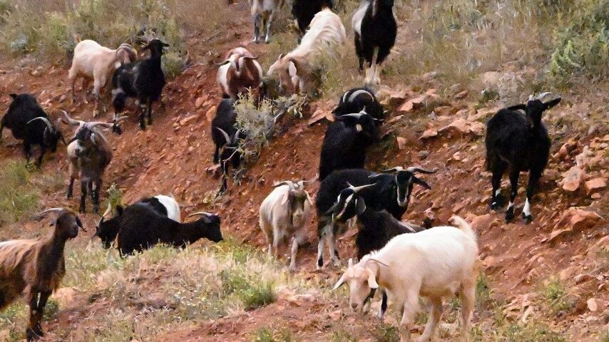 Μεσσηνία: 230 αιγοπρόβατα χάθηκαν από απόκρυψη κρουσμάτων