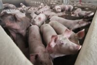 Γερμανία: Κατάρρευση στις τιμές χοίρων – Οργή των χοιροτρόφων