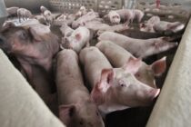 Κατάρρευση της ουκρανικής χοιροτροφίας εξαιτίας της πανώλης