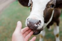 Ζωονόσος στη Γαλλία: Εμβολιασμοί, σφαγές, αντιδράσεις