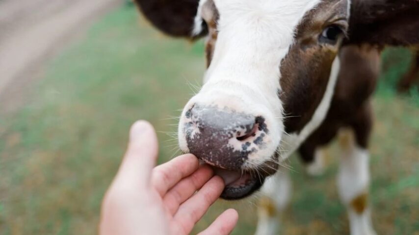 Ζωονόσος στη Γαλλία: Εμβολιασμοί, σφαγές, αντιδράσεις
