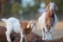 Κρήτη σε συναγερμό