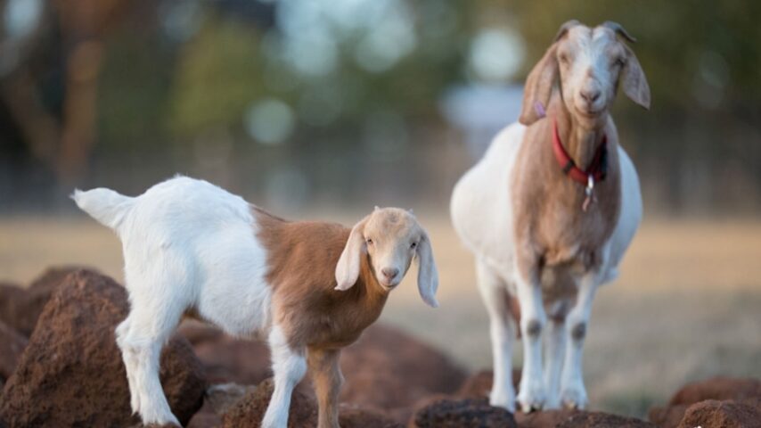 Κρήτη σε συναγερμό