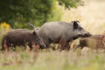 Αποκλιμάκωση της ASF στη Γερμανία