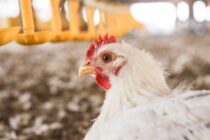 Απειλή για τα πουλερικά της Ε.Ε. από την Mercosur