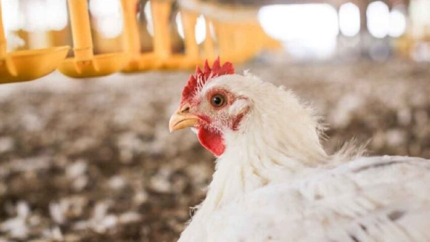 Απειλή για τα πουλερικά της Ε.Ε. από την Mercosur