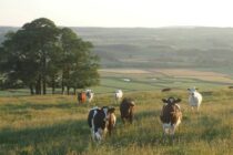 Βοσκότοποι-φάντασμα και επιδοτήσεις