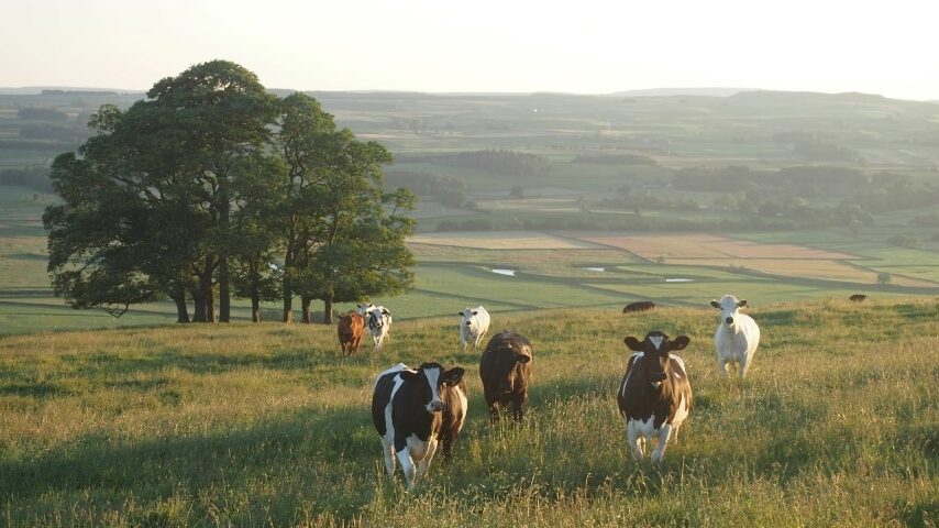 Βοσκότοποι-φάντασμα και επιδοτήσεις