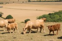 Ε.Ε.: Η κτηνοτροφία στο μικροσκόπιο