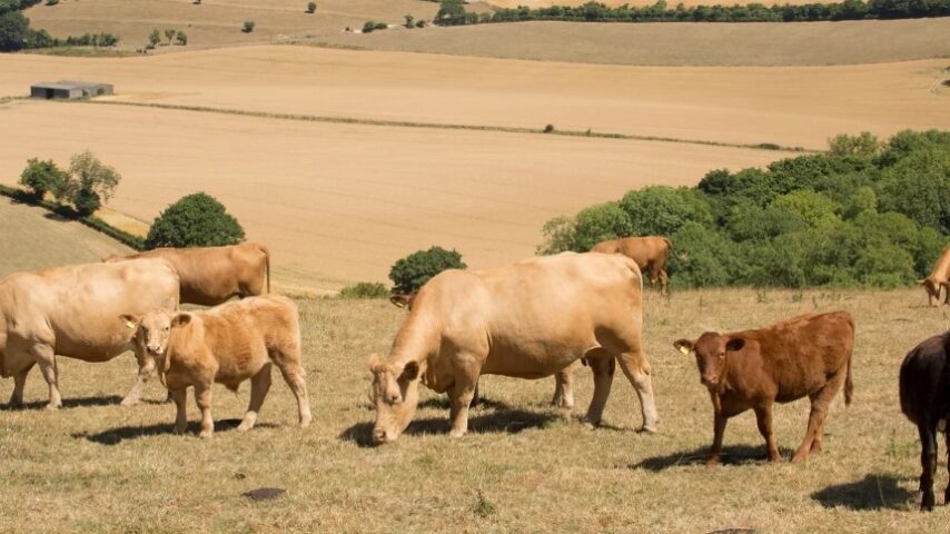 Ε.Ε.: Η κτηνοτροφία στο μικροσκόπιο