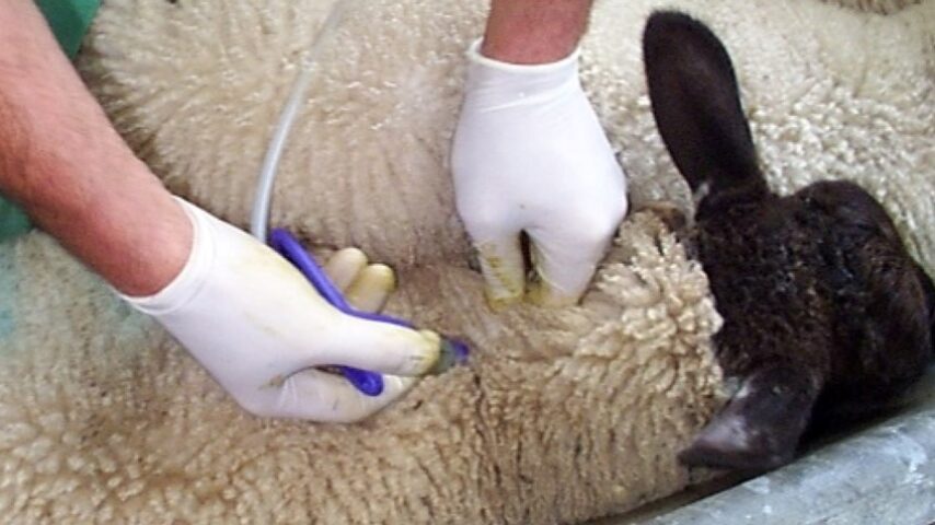 ΥΠΑΑΤ: Η επίσημη ευρωπαϊκή θέση για την ευλογιά