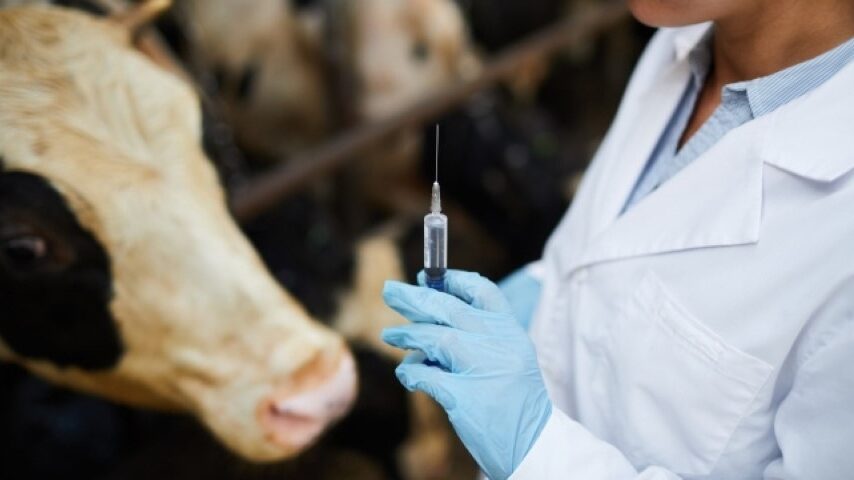 Εμβολιαστείτε τώρα: Προστασία κοπαδιών από τον καταρροϊκό πυρετό