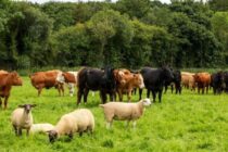 Πάγωμα οφειλών για τους πληγέντες κτηνοτρόφους έως 31/12/2026