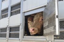 Σεμινάριο για μεταφορείς ζώων 2-4 Φεβρουαρίου 2026