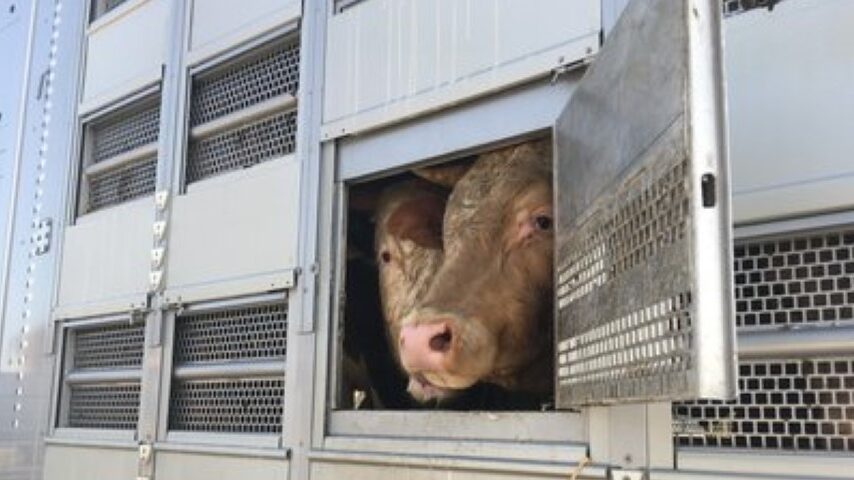 Σεμινάριο για μεταφορείς ζώων 2-4 Φεβρουαρίου 2026