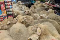 Πεινασμένα πρόβατα πήγαν… σούπερ μάρκετ