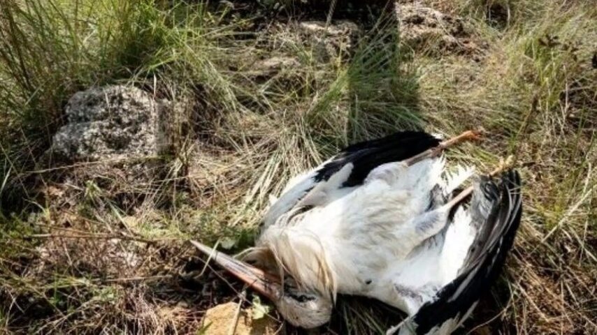 Η Ισπανία καταγράφει νέες νόσους πτηνών