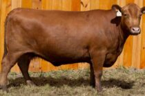 Βραζιλία: Τα πρώτα «έξυπνα» μοσχάρια γεννήθηκαν – η κτηνοτροφία αλλάζει σελίδα