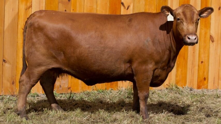 Βραζιλία: Τα πρώτα «έξυπνα» μοσχάρια γεννήθηκαν – η κτηνοτροφία αλλάζει σελίδα