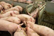 Υποχώρηση τιμών στο ευρωπαϊκό χοιρινό