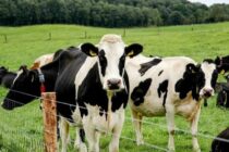 Νέοι υγειονομικοί συναγερμοί στην ευρωπαϊκή κτηνοτροφία