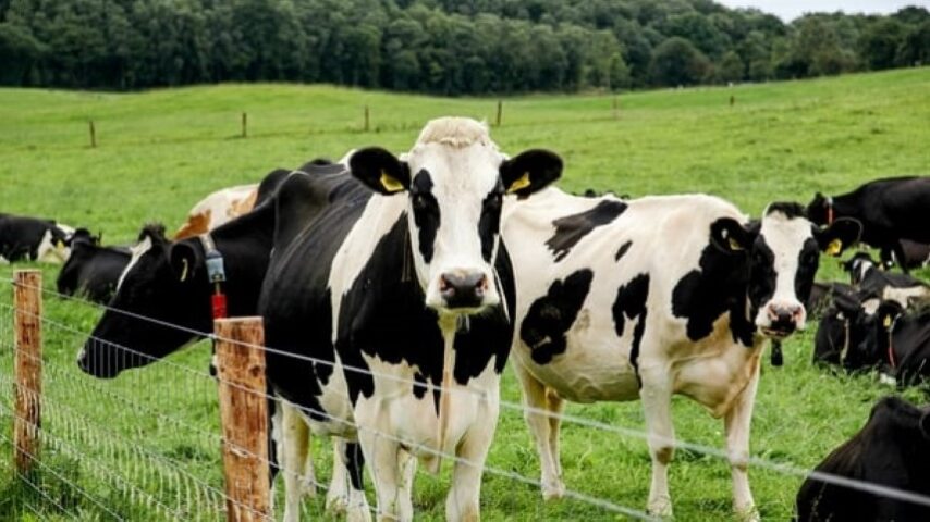 Νέοι υγειονομικοί συναγερμοί στην ευρωπαϊκή κτηνοτροφία