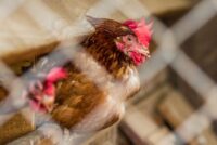 Mercosur: Το ξεπούλημα της ευρωπαϊκής γεωργίας σε φθηνές εισαγωγές