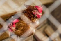 Mercosur: Το ξεπούλημα της ευρωπαϊκής γεωργίας σε φθηνές εισαγωγές