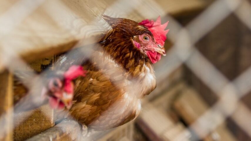 Mercosur: Το ξεπούλημα της ευρωπαϊκής γεωργίας σε φθηνές εισαγωγές