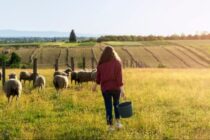 Nέος αναπτυξιακός φορέας αγροτών στη Μεσαρά