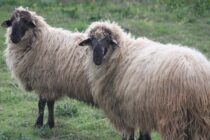 Θερίζει η ευλογιά, 20.000 θανατώσεις προβάτων σε 20 μέρες!