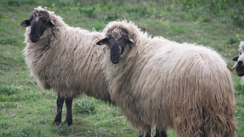Θερίζει η ευλογιά, 20.000 θανατώσεις προβάτων σε 20 μέρες!
