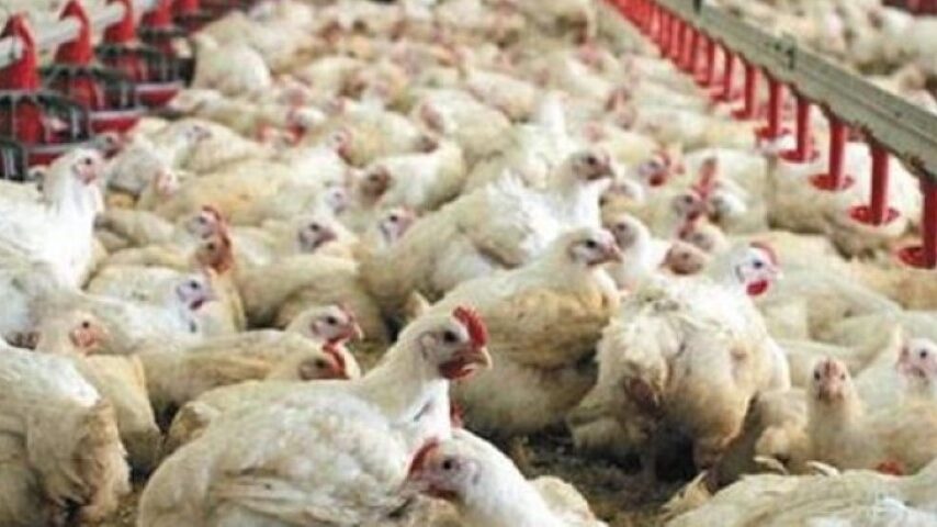 Ανεμοστρόβιλος διέλυσε πτηνοτροφική μονάδα στην Ήπειρο