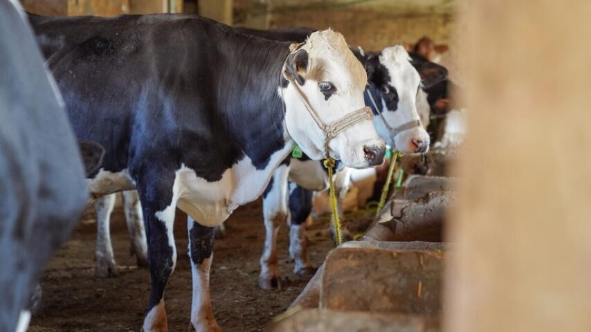 Συναγερμός για αφθώδη πυρετό