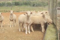 Ηλεία: «Αδικαιολόγητη εξαφάνιση» 41.000 ζώων