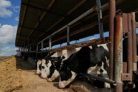 Κύπρος: Αφθώδης πυρετός – Το τίμημα της αδράνειας