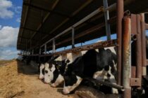 Κύπρος: Αφθώδης πυρετός – Το τίμημα της αδράνειας