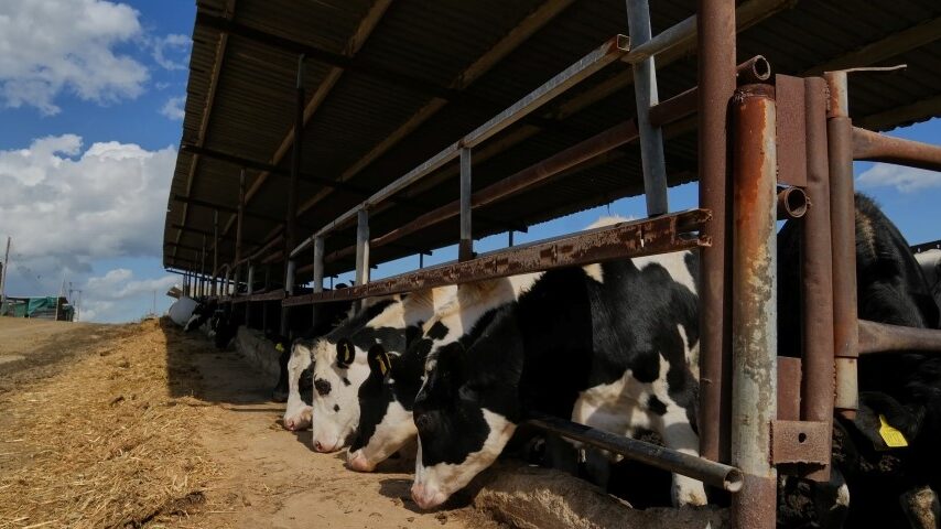 Κύπρος: Αφθώδης πυρετός – Το τίμημα της αδράνειας