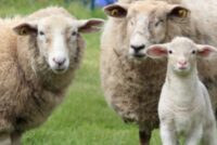 Φόβοι για εισαγωγές ζώων το Πάσχα