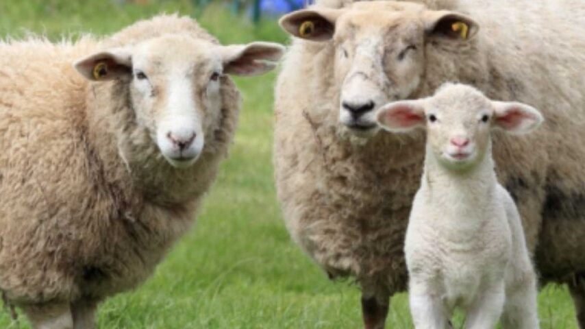 Φόβοι για εισαγωγές ζώων το Πάσχα